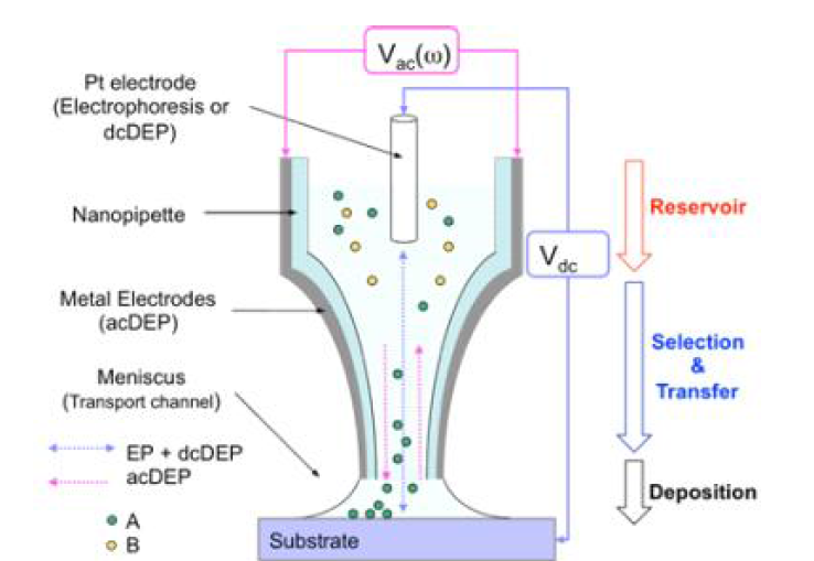 Schematic of nanopipette-based electrokinetic nanomaterial delivery system. The dc electrophoresis (EP) and ac dielectrophoresis (DEP) are combined to displace, select, transfer and deposit 0D nanofluids on the substrate