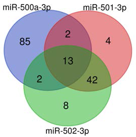재발한 삼중음성 유방암 환자에서 발현량이 증가한 3개의 miRNA 의 예측 표적 유전자