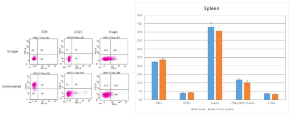 간헐적 저산소 조건하에 immune cell differentiation의 차이 확인