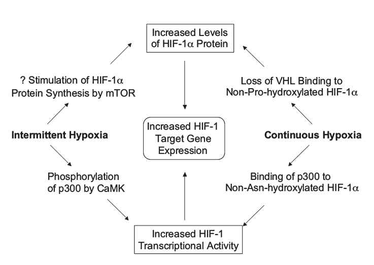 간헐적 저산소증과 지속적 저산소증에 의한 HIF-1 target gene 발현 경로의 차이. 간헐적 저산소증에 의한 target gene의 발현은 p300의 인산화 혹은 mTOR pathway에 의해 이루어 진다
