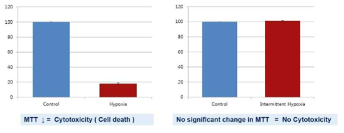 저산소군은 정상 산소군에 비해 세포사멸을 보였으나, 간헐적 저산소군에서 세포독성은 관찰되지 않았다