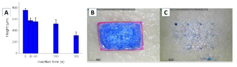 (A) 실험용 돼지 피부에 삽입이후 시간 경과에 따른 높이 변화, (B, C) 파란색 염료와 함께 제작된 마이크로 니들이 피부내로 성공적으로 물질을 전달하였음을 보여주는 이미지. 본 실험에 사용된 마이크로 니들은 특별한 장치 없이 엄지손가락 힘만으로 충분히 삽입되었다