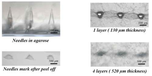 (좌) agarose gel penetration test 결과 (우) paraffin film의 penetration test 결과
