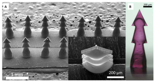 (A) 톱니형 마이크로 니들의 SEM 이미지 (B) 알레르기 유발 물질 대신 붉은색 염료를 추가하여 제작한 마이크로 니들의 현미경 이미지