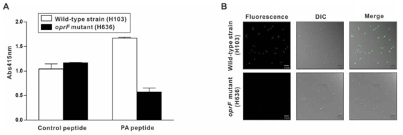 Wild type 녹농균 및 oprF-deficient mutant 녹농균에 대한 PA peptide의 결합 비교 (A) Whole cell ELISA (B) Confocal laser scanning microscopy 분석