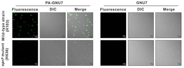 Wild type 녹농균 및 oprF-deficient mutant 녹농균에 대한 융합펩타이드(PA-GNU7)의 결합 비교