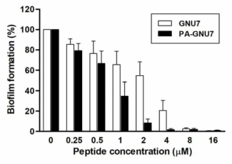 PA-GNU7의 녹농균 biofilm 형성 억제 확인