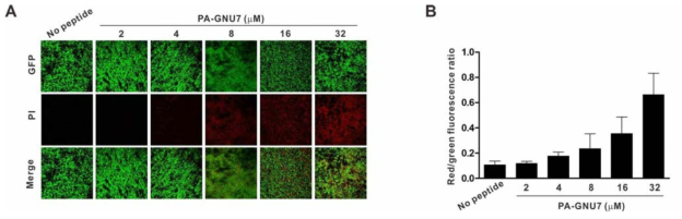 Biofilm 형성 녹농균에 대한 PA-GNU7의 항균활성 확인 (A) Confocal laser scanning microscopy 분석 (B) Confocal microscopy image의 형광강도 분석 (red/green)