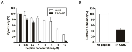 PA-GNU7의 항병독소 효과 확인 (A) 녹농균의 A549 cell에 대한 세포독성 억제 (B) 녹농균의 A549 cell에 대한 부착 억제