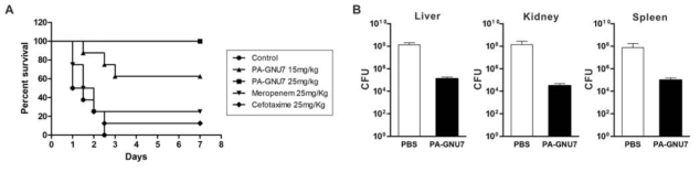 마우스 MDRPA 감염 모델을 이용한 PA-GNU7의 in vivo 효능 검증 (A) PA-GNU7 또는 항생제 투여 후 7일간의 생존율 비교 (B) PA-GNU7 투여 후 장기에 존재하는 MDRPA 수 비교