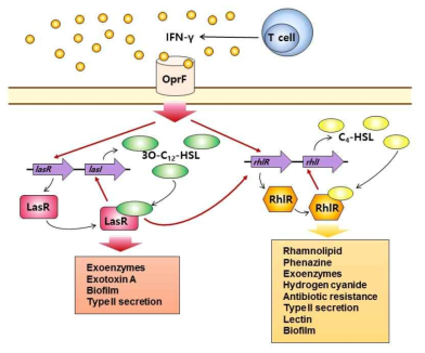 IFN-γ에 의한 녹농균 QS system 활성화 및 virulence factor 발현