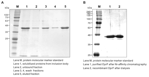 대장균으로부터 발현된 OprF 단백질의 분리·정제 (A) Ni-affinity chromatography를 이용한 재조합 OprF의 정제 (B) Dialysis 후 재조합 OprF의 확인