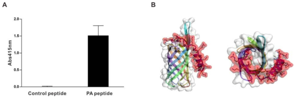 표적서열 PA peptide와 재조합 P. aeruginosa OprF의 결합 확인 (A) ELISA를 이용한 PA peptide와 rOprF의 결합 확인 (B) P. aeruginosa OprF와 녹농균-특이적 융합펩타이드와의 결합 예측(OprF: 회색, 융합펩타이드: 붉은색)