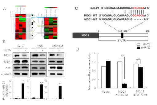 MDC1 활성조절 microRNA 탐색 및 확인 (A) MDC1 터깃 microRNA 분석 (B) 분석을 통해 발굴된 miR-22이 MDC1 발현에 미치는 영향 평가 (C,D) MDC1이 miR-22 타깃임을 확인