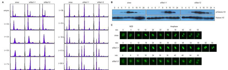 NBS1의 세포주기 조절기전 (A) FACS 분석법을 통한 NBS1유전자소실의 세포분열기 과정의 지연현상. (B) Phospho-H3 항체를 이용한 western blot 분석법을 통한 세포주기변화 관찰. (C) GFP-tagged histone H2B를 이용한 Time-lapse microscopy 분석법을 통한 세포주기 변화 관찰