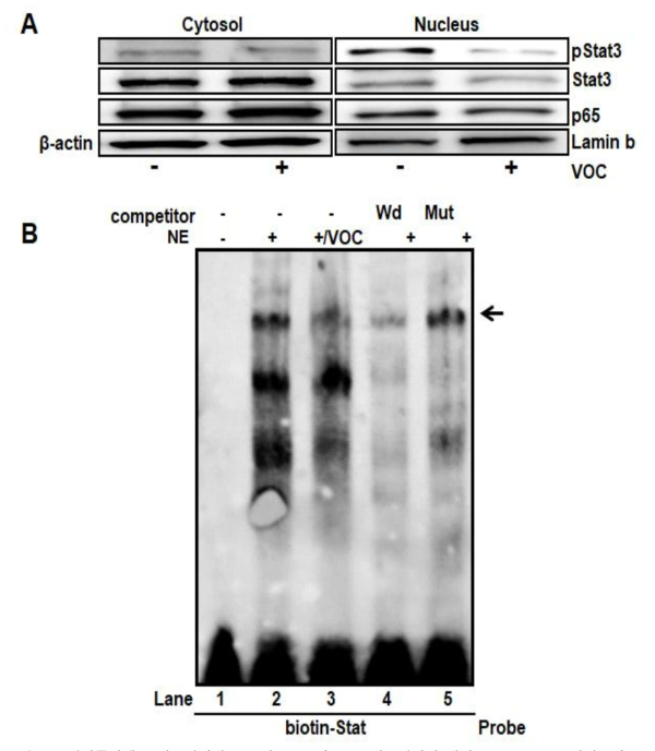 유방암줄기세포 신호전달에 중요한 Stat3와 NFkB 신호전달에 대한 cis-hexenal 억제효과 (A) 유방암줄기세포에 cis-hexenal을 처리한 세포질과 핵에 존재하는 Stat3와 NFkB 단백질 변화량 (B) 유방암줄기세포에 cis-hexenal을 처리한 핵을 분히 후 Stat3 결합양을 분석함. Stat3dp 결합특이적인 probe: biotin-stat (EMSA)