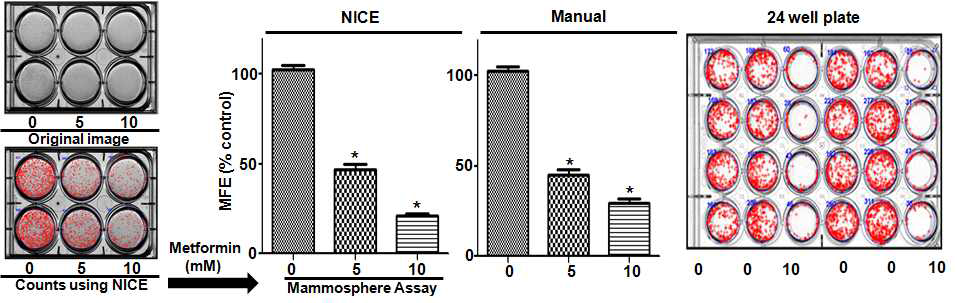 24 및 6 well plate를 사용한 고속 암줄기세포 억제제 선별방법. 기존의 알려진 암줄기세포 억제제인 metformin을 이용하여 자동화시스템 검정
