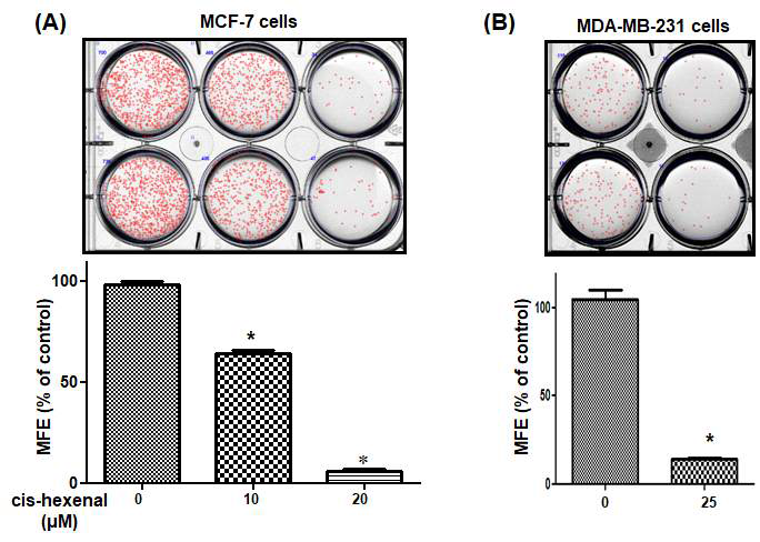 cis-hexenal의 유방암줄기세포 억제효과 (A) MCF-7 (B) MDA-MB-231 cells