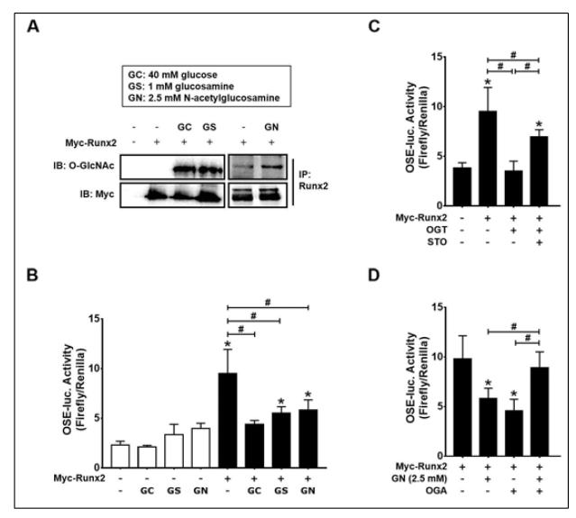 Excessive O-GlcNAcylation inducers suppressed Runx2 transcriptional activity, which was restored by OGT inhibitor (STO) addition or OGA overexpression