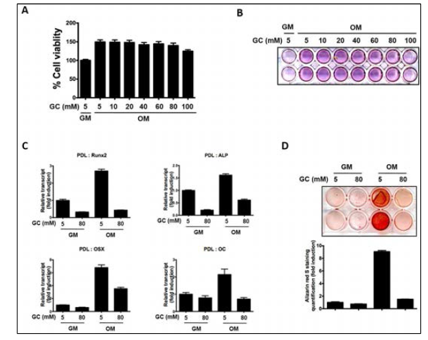 High glucose (GC) inhibited osteogenic differentiation of human PDL cells