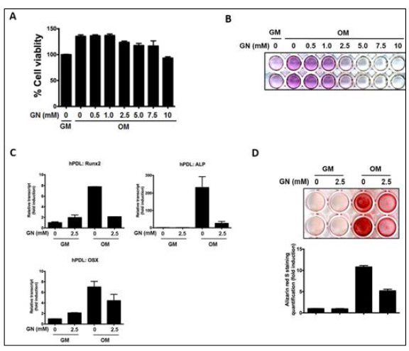 N-acetylglucosamine (GN) inhibited osteogenic differentiation of human PDL cells