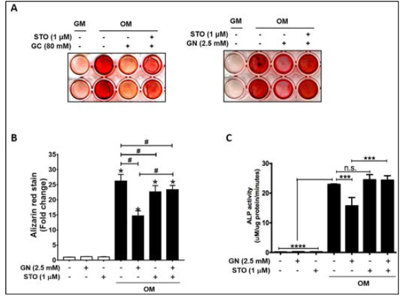 OGT inhibitor (STO) rescued high glucose- or GN-inhibited osteogenic differentiation of human PDL cells