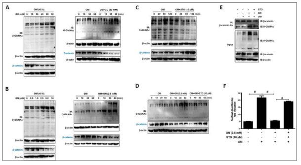 O-GlcNAcylation inducers decreased expression levels of β-catenin protein and TOP-flash activity, which were rescued by OGT inhibitor (STO)