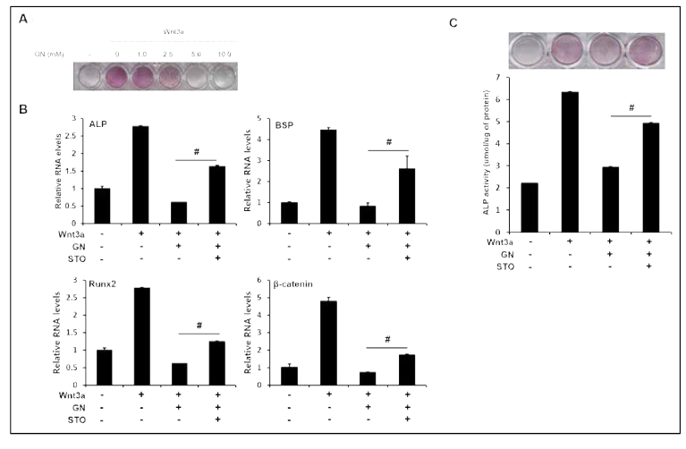 GN inhibited Wnt3a-induced ALP activity and osteogenic marker gene expression in ST2 cells, which were partially rescued by OGT inhibitor STO