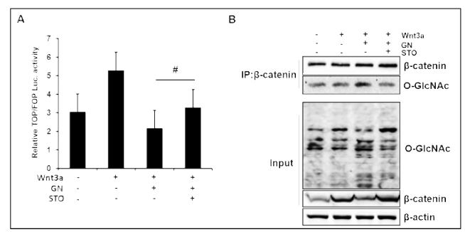 GN inhibited Wnt3a-induced TOP-flash activity and β-catenin protein levels, which were partially rescued by OGT inhibitor