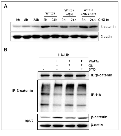 GN enhanced β-catenin ubiquitination and decreased β -catenin stability