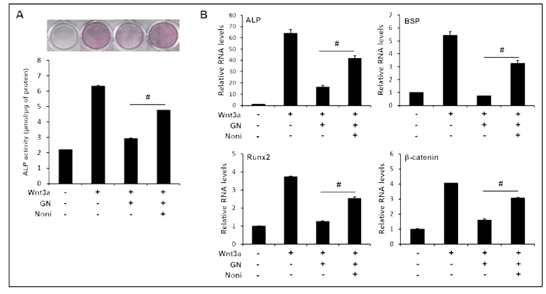 Noni partially rescued GN-inhibited osteogenic differentiation of ST2 cells