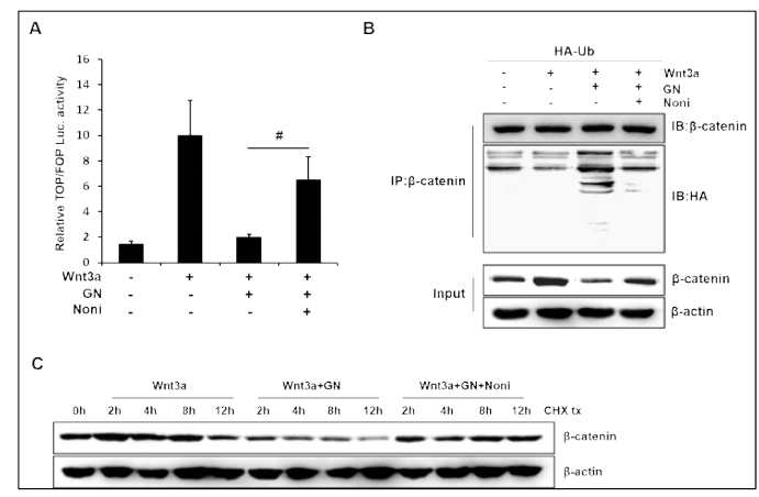 Noni rescued Wnt3a-induced TOP-flash activity and β-catenin stabilization, which were inhibited by GN