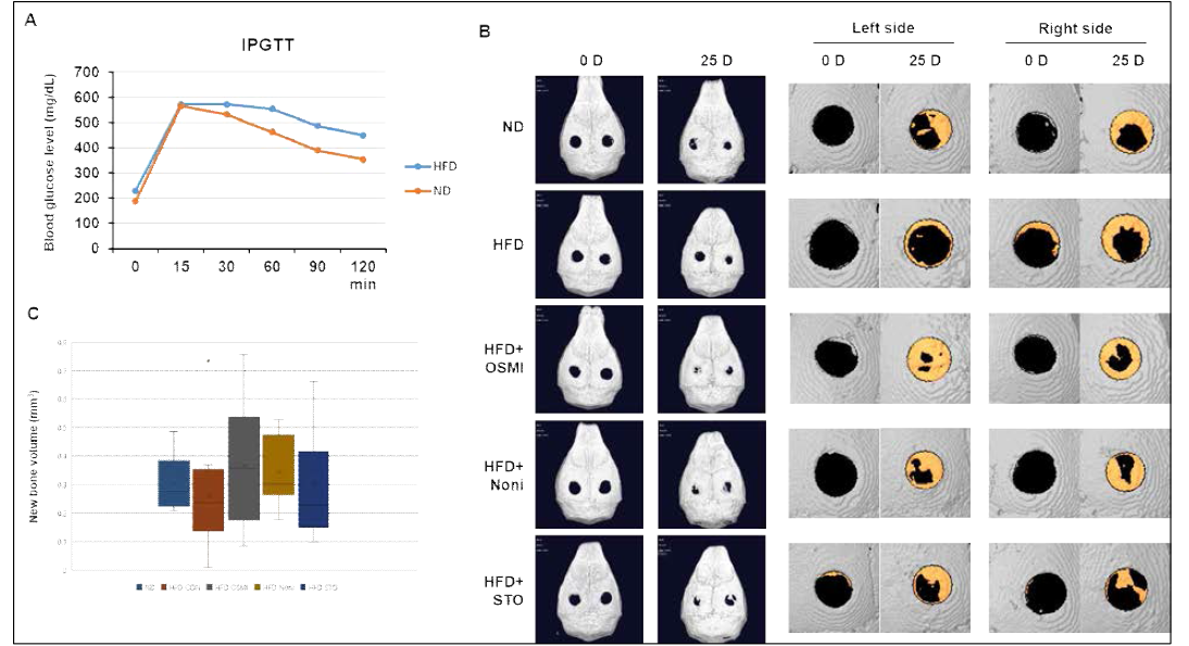 High fat diet and streptozotocin injection induced glucose intolerance and delayed bone wound healing. OGT inhibitors (STO, OSMI) and noni extract enhanced bone healing of calvarial bone defect