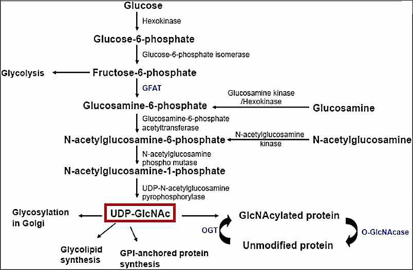 Hexosamine biosynthesis pathway. Glucose, glucosamine, N-acetylglucosamine의 세포외 농도가 증가하면 UDP-GlcNAc의 생성이 증가되고 그 결과 OGT의 도움으로 단백질의 오글루넥당화가 증가함 (modified from Bukinaree et al., 2010)