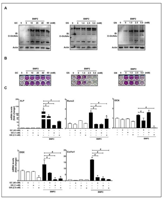 High glucose (GC), glucosamine (GS), and N-acetylglucosamine (GN) concentrations inhibited BMP2-induced osteogenic differentiation in C2C12 cells