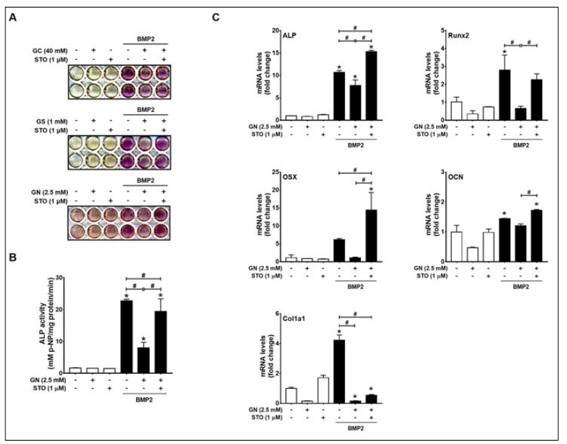 OGT activity inhibition by STO45849 (STO) rescued BMP2-induced ALP activity and osteogenic marker gene expression under excessive O-GlcNAcylation -inducing conditions