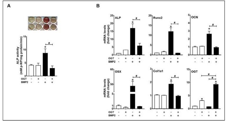 OGT overexpression inhibited osteogenic differentiation of C2C12 cells