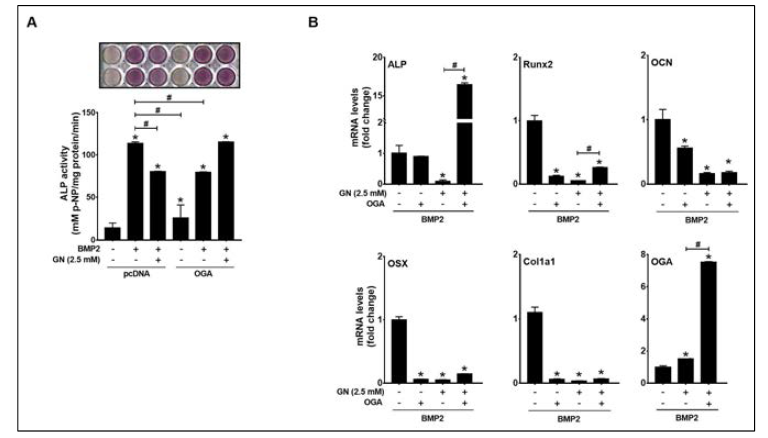 OGA overexpression rescued BMP2-induced osteogenic differentiation under excessive O-GlcNAcylation-inducing conditions