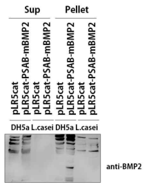 형질전환된 대장균과 유산균에서의 PSAB-BMP2 단백질 발현