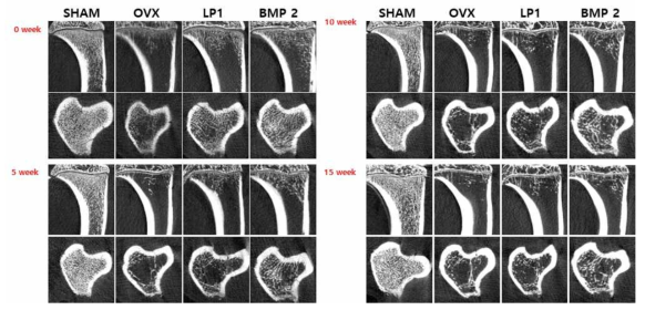 주차별 In vivo CT