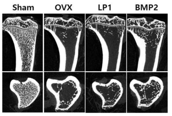 Ex vivo CT _16week