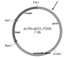 pLR5cat(s)-PSAB. 이전 연구에서 사용된 vector 임 secretion of recombinant pediocin PA-1 In B. Longum. 2005. AEM