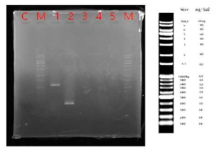 mBMP2와 PSAB의 결합 1: pGEM0mBMP2 에 프라이머 BMP2, 2: PLR5 cat(s) PSAB 에 프라이머 Psam 3: Pure water 4: 프라이머 BMP2 5: 프라이머 Psamy