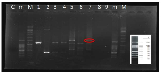 PSAB-BMP2 PCR product C: 10X Loding buffer, 1: BMP2 PCR, 2: PSAB PCR, 3: Ligase 처리 x, 4: Ligase 처리, 5: Ligase 처리 후 PCR, 6: Ligase 처리 x 후, 7: Ligase 처리 purification, 8: pure water (1), 9: pure water (2)