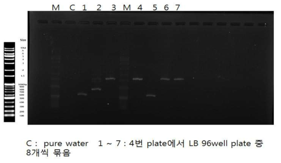 pUC18-PSAB-mBMP2의 대장균으로의 형질전환. PSAB-mBMP2 PCR product