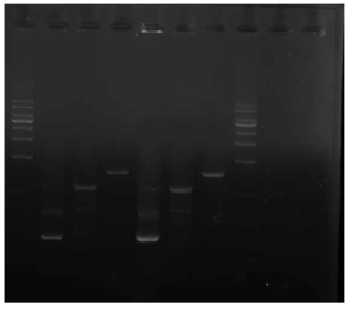 유산균에 형질전환된 pLR5cat-PSAB-BMP2. PSAB (가장 아래 밴드), mBMP2 (중간 밴드), PSAB-BMP2 (가장 윗밴드)를 PCR 로 확인