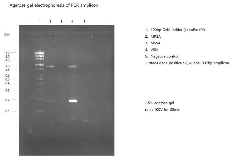 mecA gene 확인을 위한 PCR 수행