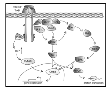 신경영양인자 pathway