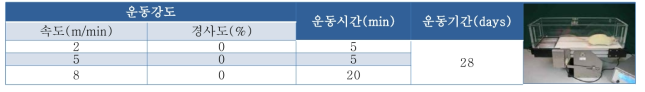 운동 프로토콜