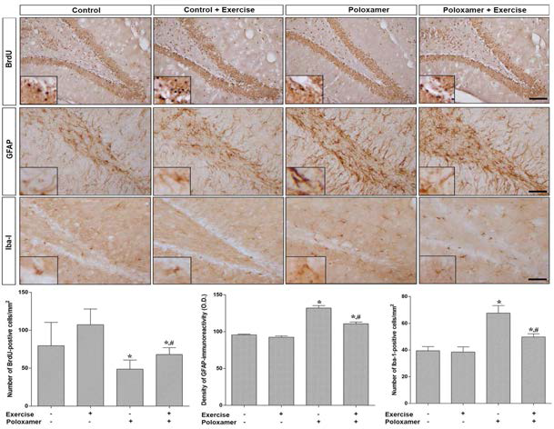 트레드밀 운동이 신경세포생성 및 신경 혈관단위에 미치는 영향. *represents P < 0.05 compared to non-exercise group. #represents P < 0.05 compared to the poloxamer group